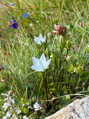 Lomatogonium carinthiacum (Lomatogonium carinthiacum)