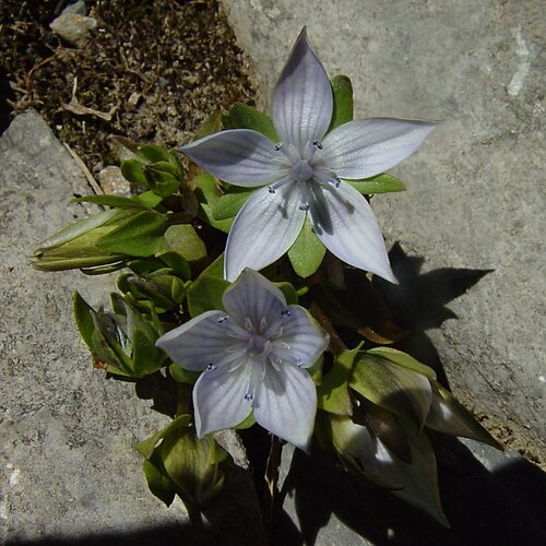 Lomatogonium carinthiacum: Lomatogonium carinthiacum in Mount Kita , Akaishi Mountains , Japan .