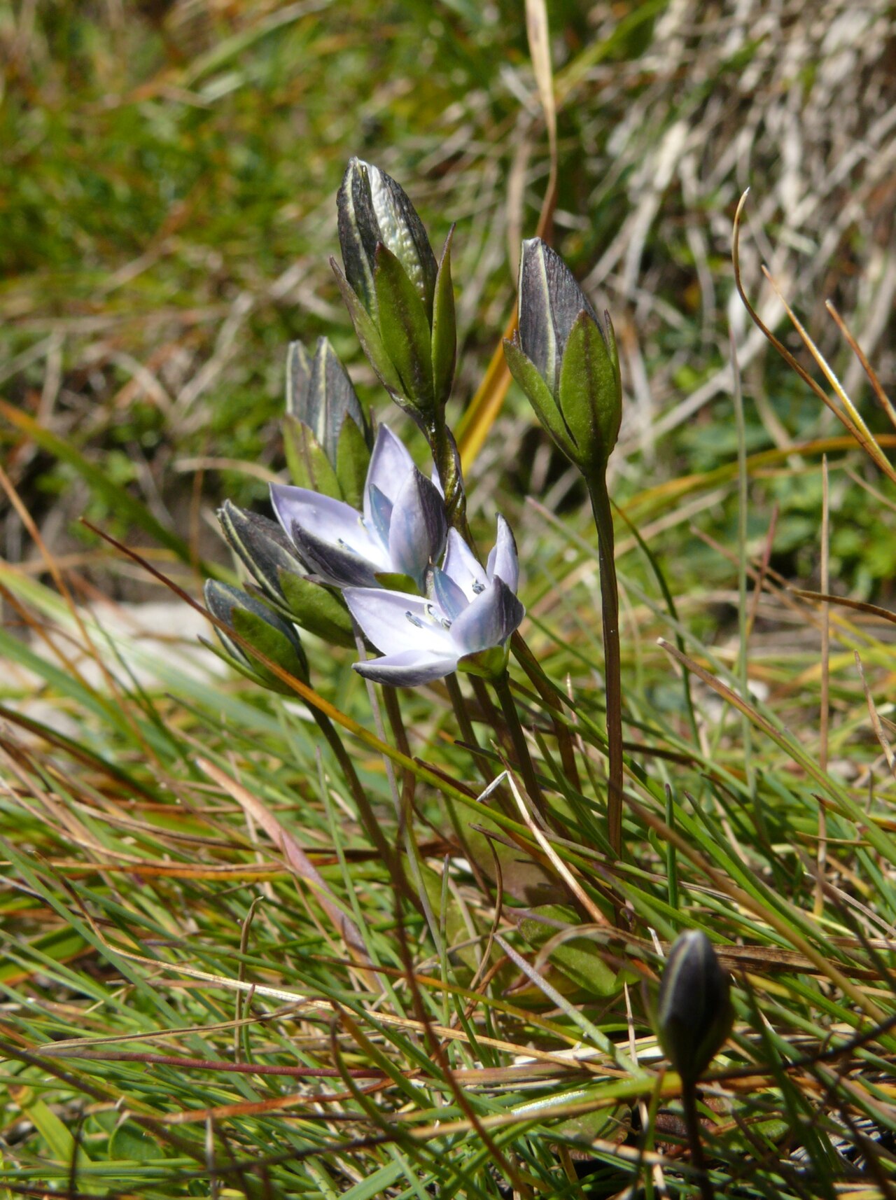 Lomatogonium carinthiacum: Lomatogonium carinthiacum , Naturpark Puez-Geisler, Italy