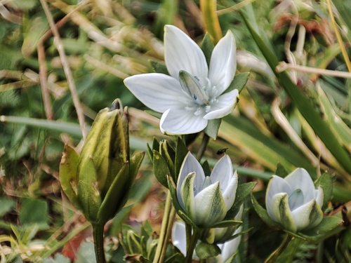 Lomatogonium carinthiacum (Lomatogonium carinthiacum)