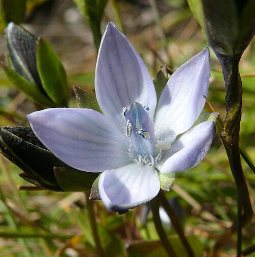 Lomatogonium carinthiacum: Lomatogonium carinthiacum , Naturpark Puez-Geisler, Italy
