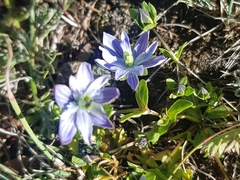 Lomatogonium carinthiacum (Lomatogonium carinthiacum)