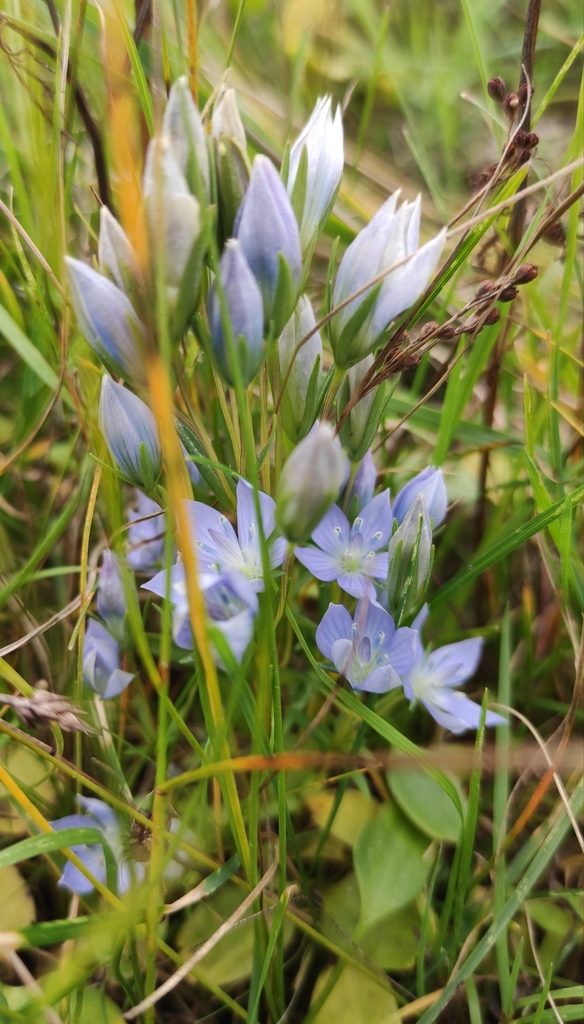 Marsh felwort (Lomatogonium rotatum)