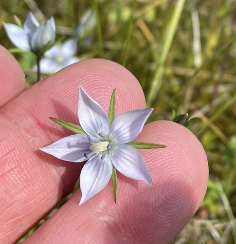 Marsh felwort (Lomatogonium rotatum)