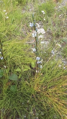 Marsh felwort (Lomatogonium rotatum)