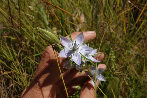 Marsh felwort (Lomatogonium rotatum)