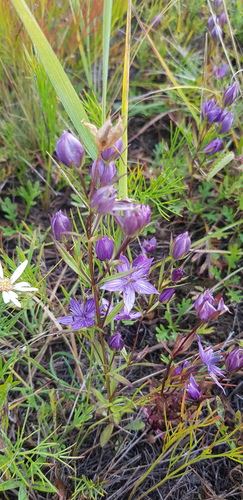 Marsh felwort (Lomatogonium rotatum)