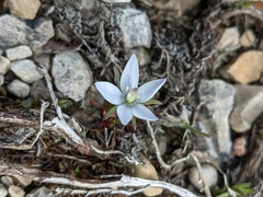 Marsh felwort (Lomatogonium rotatum)