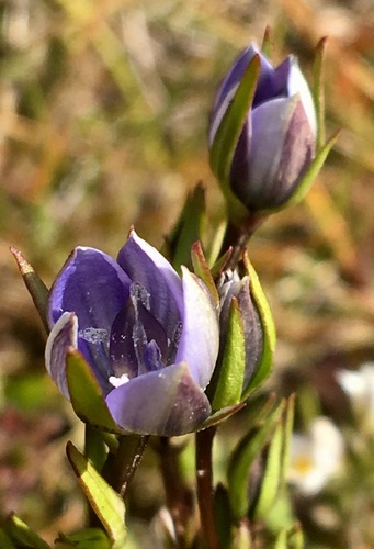 Marsh felwort (Lomatogonium rotatum)