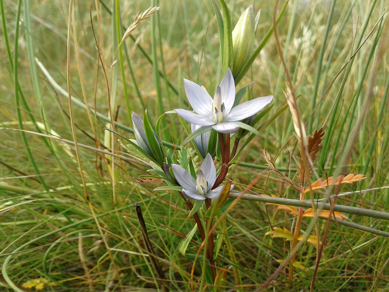 Marsh felwort: Marsh Felwort