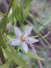 Marsh felwort (Lomatogonium rotatum)
