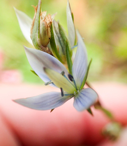 Marsh felwort (Lomatogonium rotatum)