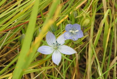 Marsh felwort (Lomatogonium rotatum)