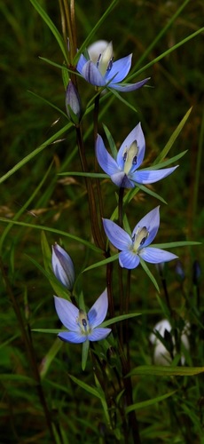 Marsh felwort (Lomatogonium rotatum)