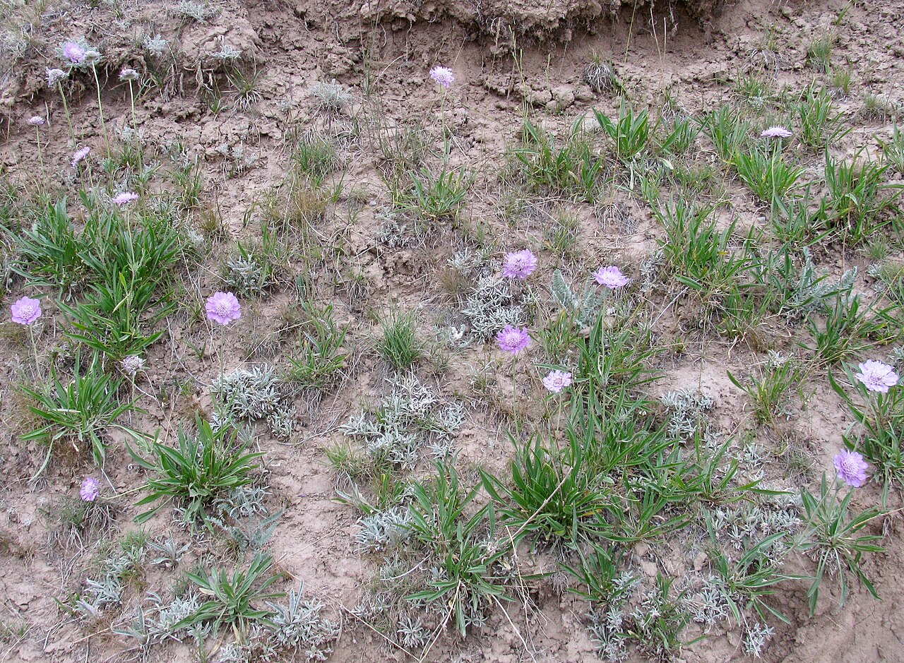 Lomelosia alpestris: Kyrgyzstan, Osh Province, Sary-Tash village, Kyzyl-Su river, 2800 m.a.s.l. Photo by Andrey Sochivko.