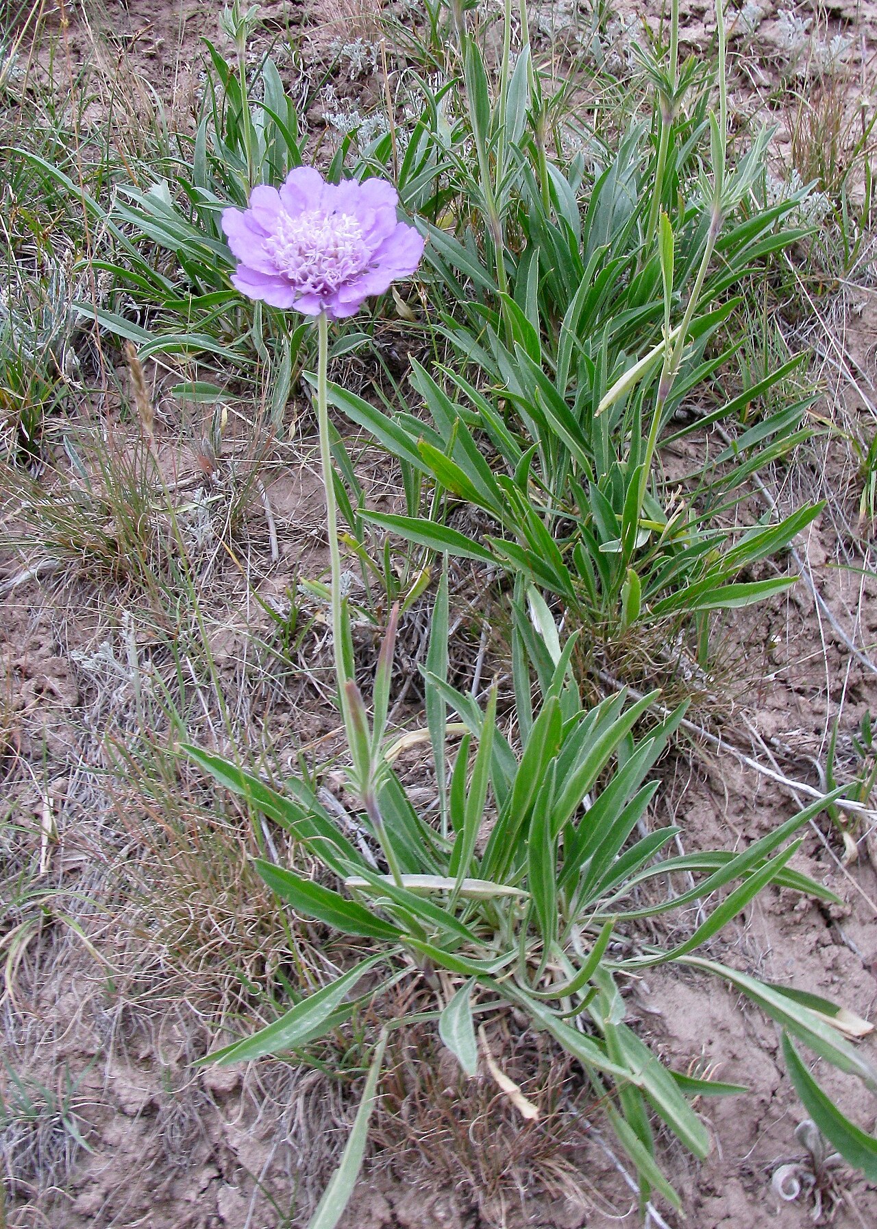 Lomelosia alpestris: Kyrgyzstan, Osh Province, Sary-Tash village, Kyzyl-Su river, 2800 m.a.s.l. Photo by Andrey Sochivko.