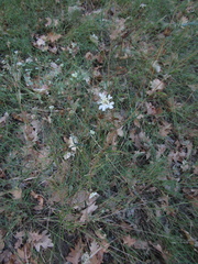 Lomelosia argentea (Lomelosia argentea)