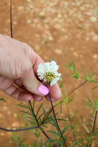 Lomelosia argentea (Lomelosia argentea)