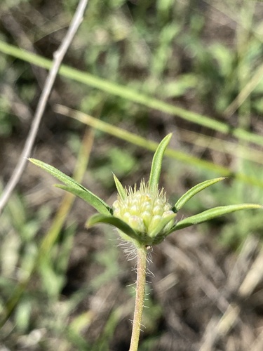 Lomelosia argentea (Lomelosia argentea)