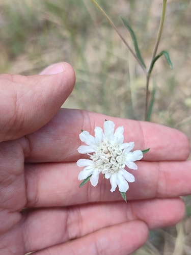Lomelosia argentea (Lomelosia argentea)
