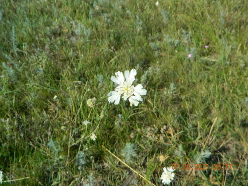 Lomelosia argentea (Lomelosia argentea)