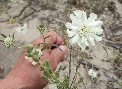 Lomelosia argentea (Lomelosia argentea)