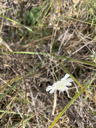 Lomelosia argentea (Lomelosia argentea)