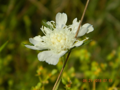 Lomelosia argentea (Lomelosia argentea)