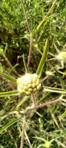 Lomelosia argentea (Lomelosia argentea)