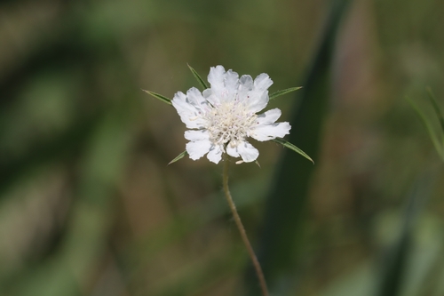 Lomelosia argentea (Lomelosia argentea)