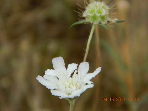 Lomelosia argentea (Lomelosia argentea)
