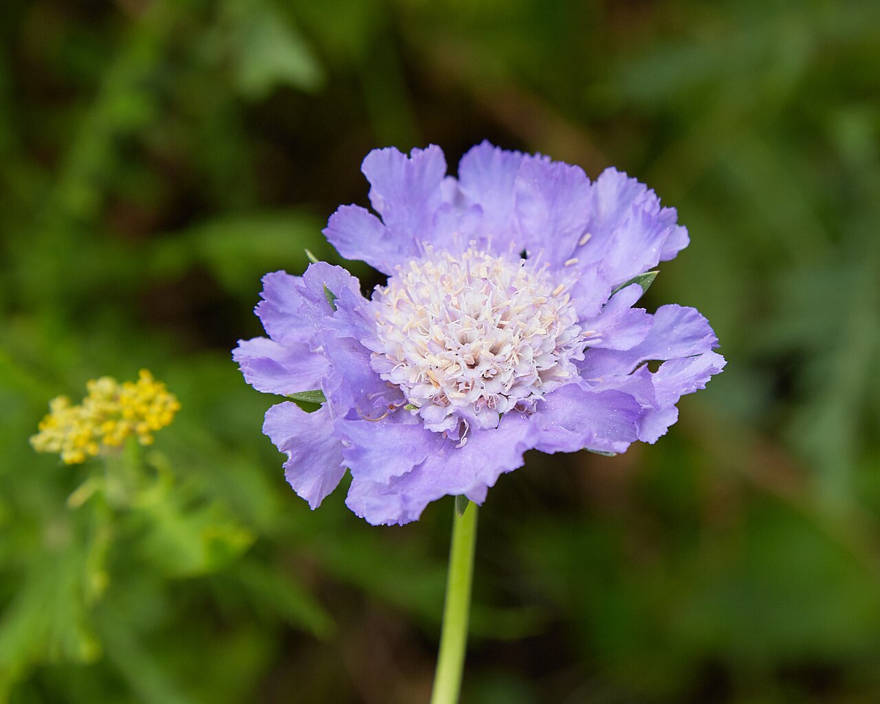 Caucasian pincushion flower: Scabiosa caucasica