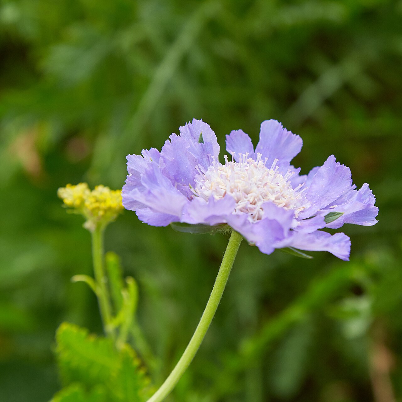 Caucasian pincushion flower: Scabiosa caucasica