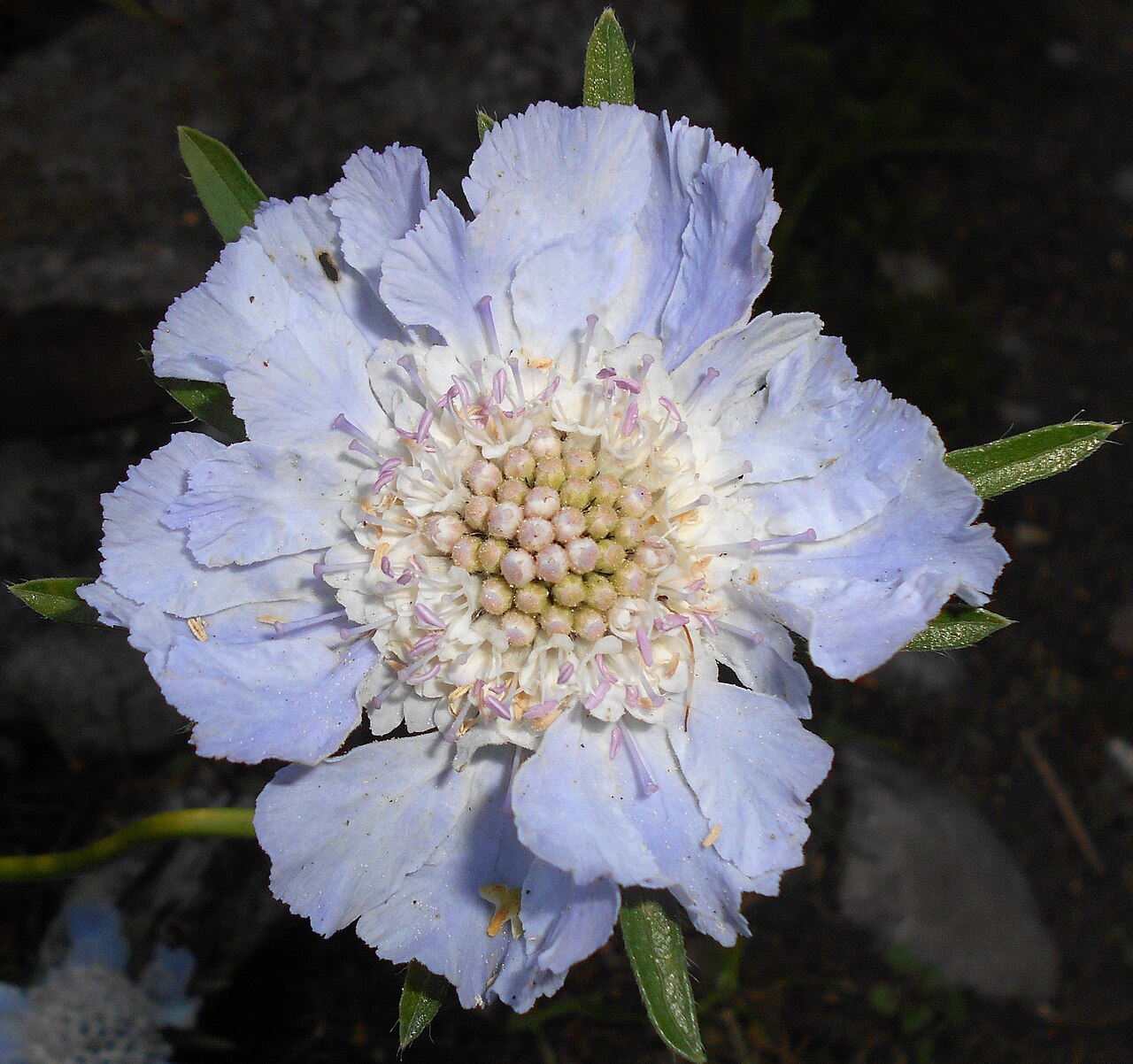 Caucasian pincushion flower: Driakiew kaukaska ( Scabiosa caucasica ), Ogród Botaniczny UMCS w Lublinie.