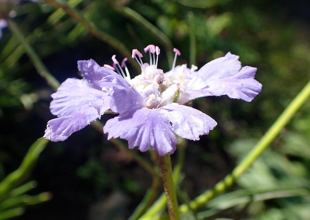 Caucasian pincushion flower: Lomelosia caucasica in Warsaw University Botanical Garden