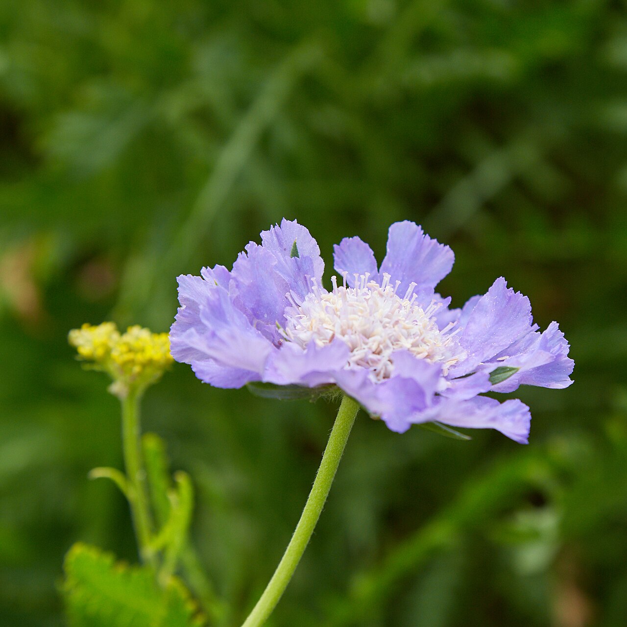 Caucasian pincushion flower: Scabiosa caucasica