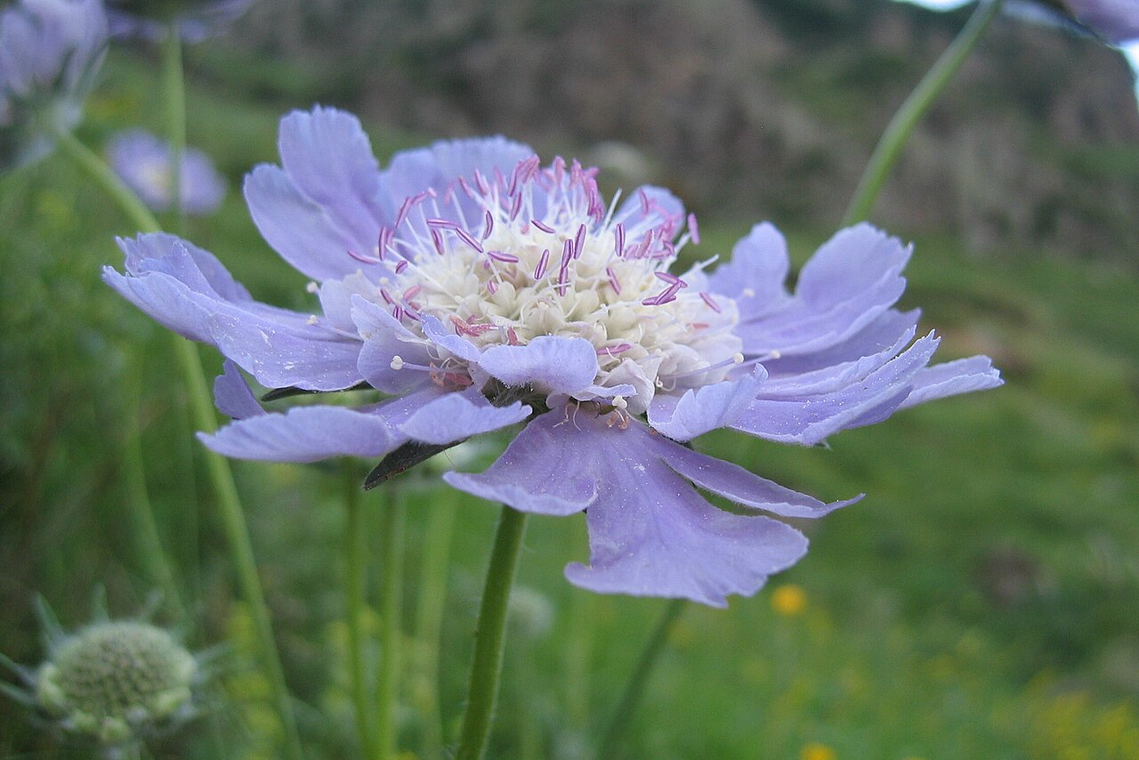 Caucasian pincushion flower: Scabiosa caucasica, a species endemic to the Caucasus in its natural habitat.