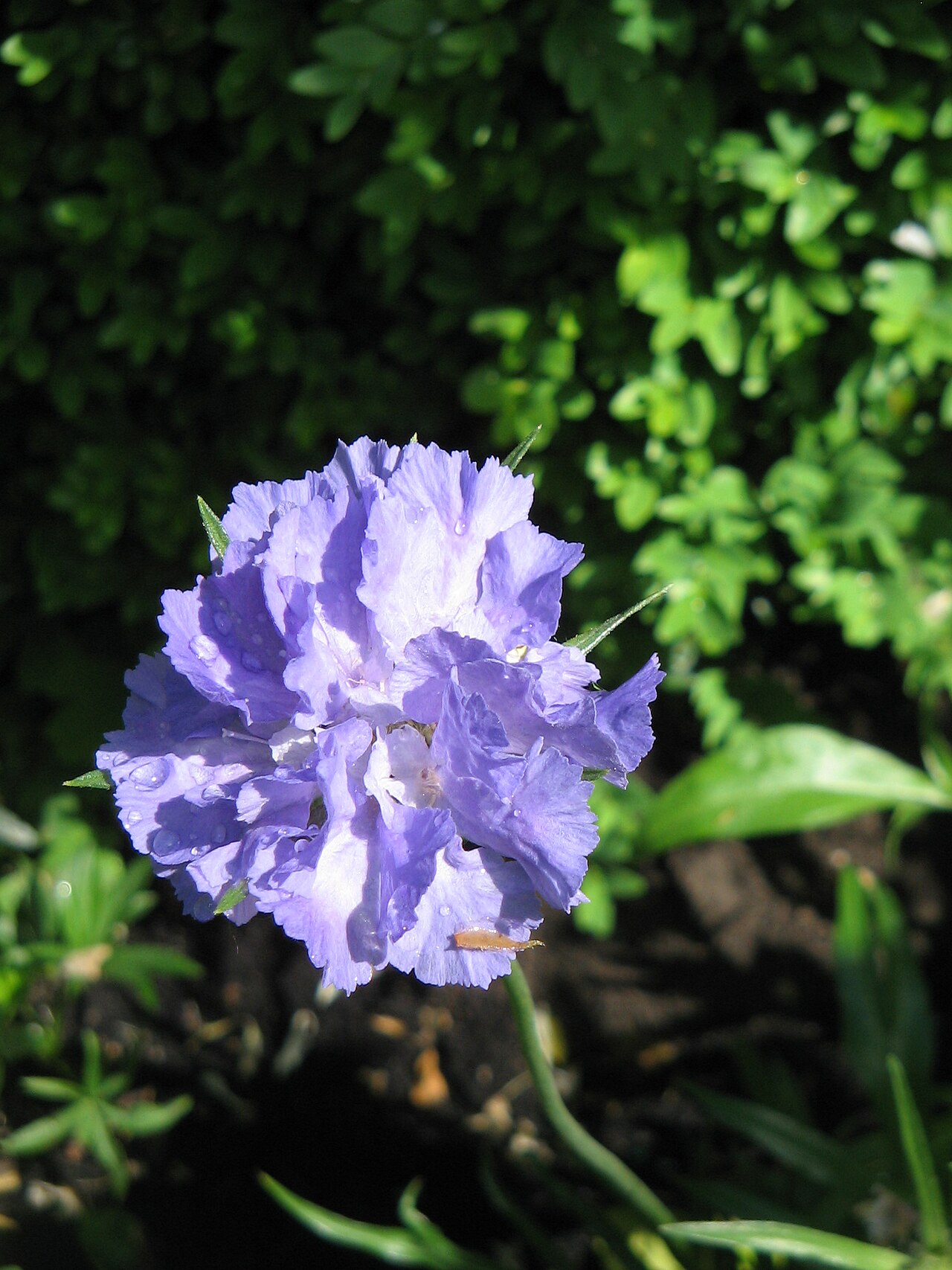 Caucasian pincushion flower: Scabiosa caucasica 'Perfecta Blue'