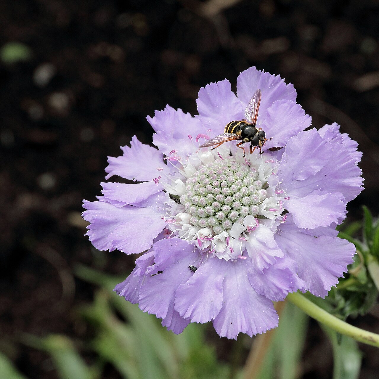 Caucasian pincushion flower: Scabiosa caucasica i Västerås botaniska trädgård.