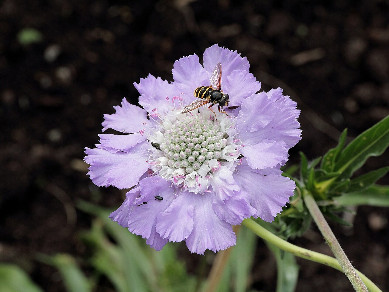 Caucasian pincushion flower: Scabiosa caucasica i Västerås botaniska trädgård.