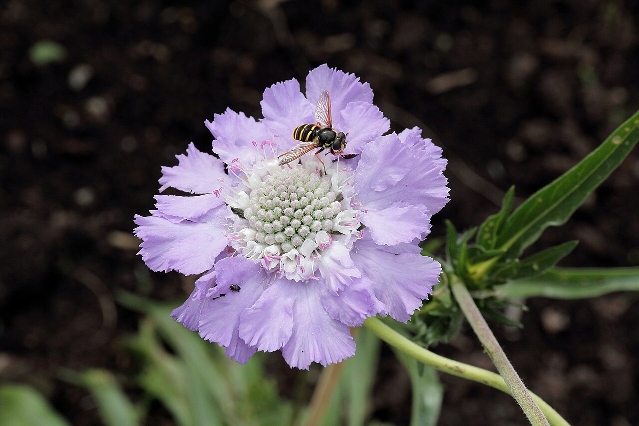 Caucasian pincushion flower: Scabiosa caucasica i Västerås botaniska trädgård.