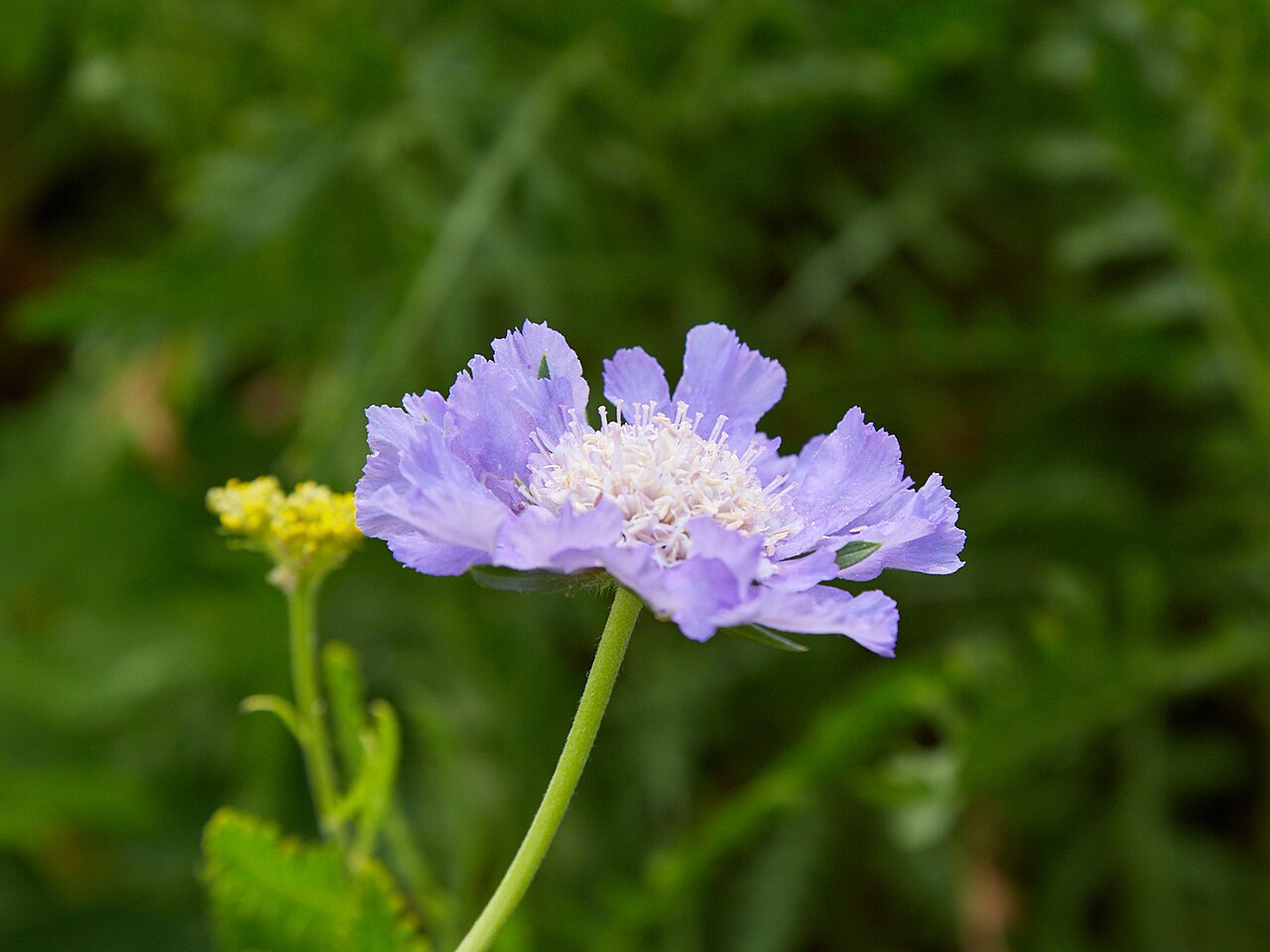 Caucasian pincushion flower: Scabiosa caucasica