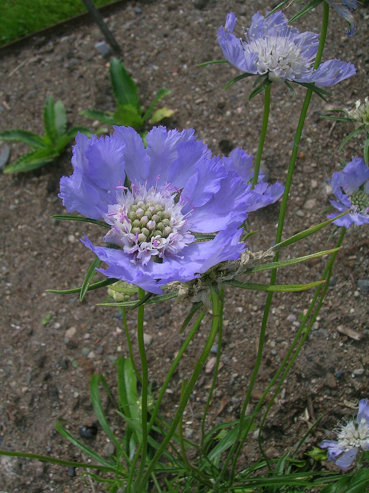Caucasian pincushion flower: Scabiosa caucasica, from Oslo Botanical Garden