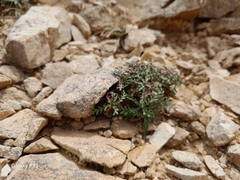 Lomelosia crenata (Lomelosia crenata)