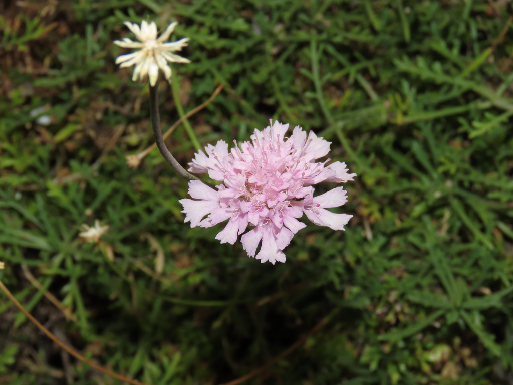 Lomelosia crenata (Lomelosia crenata)