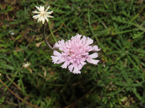 Lomelosia crenata (Lomelosia crenata)