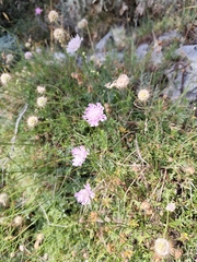 Lomelosia crenata (Lomelosia crenata)