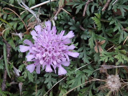 Lomelosia crenata (Lomelosia crenata)