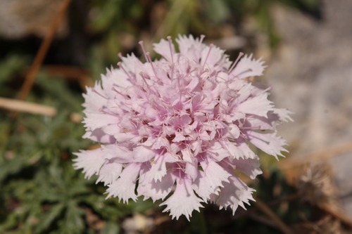 Lomelosia crenata (Lomelosia crenata)