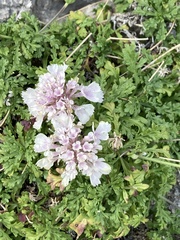 Lomelosia crenata (Lomelosia crenata)